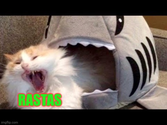 shark eat cat | RASTAS | image tagged in shark eat cat | made w/ Imgflip meme maker