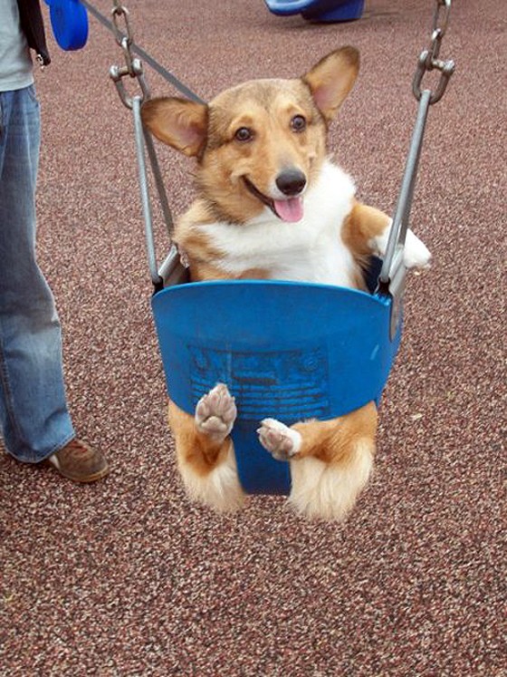 image tagged in dogs,animals