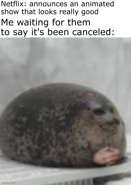 Waiting seal | Netflix: announces an animated show that looks really good; Me waiting for them to say it's been canceled: | image tagged in waiting seal,scumbag netflix,netflix,why are you reading the tags | made w/ Imgflip meme maker