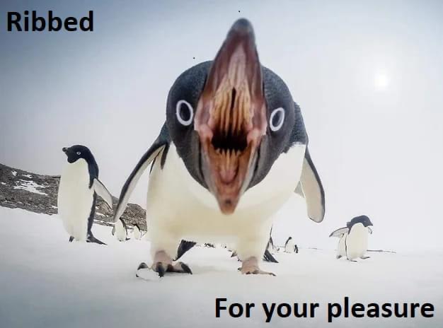 Penguin teeth rubbed for your pleasure Blank Meme Template