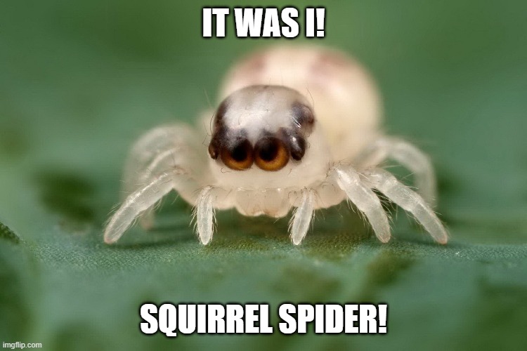 IT WAS I! SQUIRREL SPIDER! | made w/ Imgflip meme maker