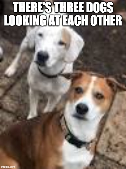 Stop reading this title | THERE'S THREE DOGS LOOKING AT EACH OTHER | image tagged in stop reading the tags | made w/ Imgflip meme maker