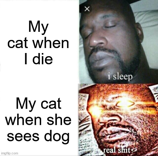This is so true | My cat when I die; My cat when she sees dog | image tagged in memes,sleeping shaq | made w/ Imgflip meme maker