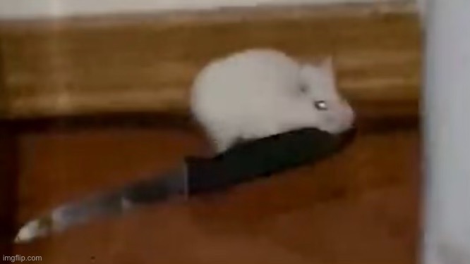 He has murderous intentions LMAO | image tagged in hamster,wtf,knife,murder | made w/ Imgflip meme maker