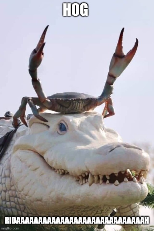 Crab on Crocodile | HOG; RIDAAAAAAAAAAAAAAAAAAAAAAAAAAAAAH | image tagged in crab on crocodile | made w/ Imgflip meme maker