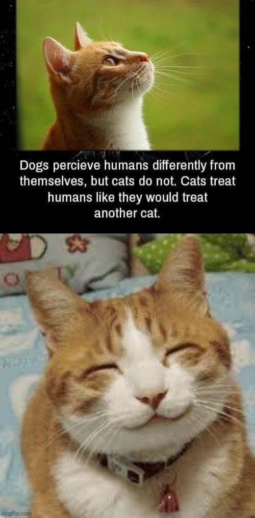 That explains why my cats try to stick their butts in my face | image tagged in happy cat,cat | made w/ Imgflip meme maker