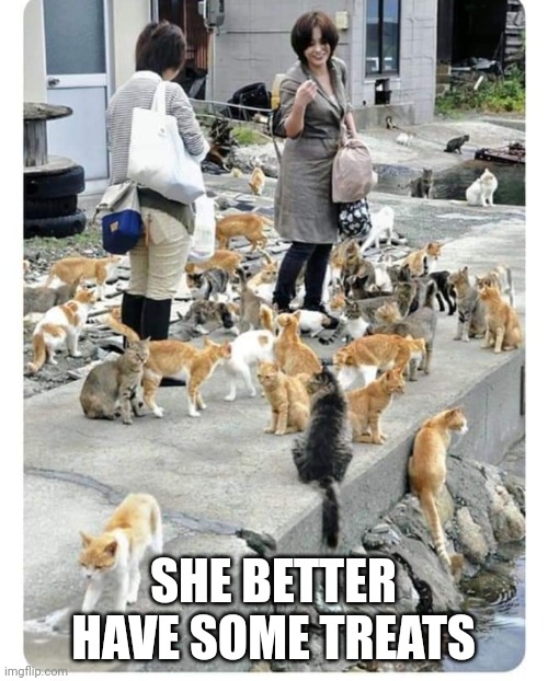 I think the cats are hungry | SHE BETTER HAVE SOME TREATS | image tagged in cat,cats | made w/ Imgflip meme maker
