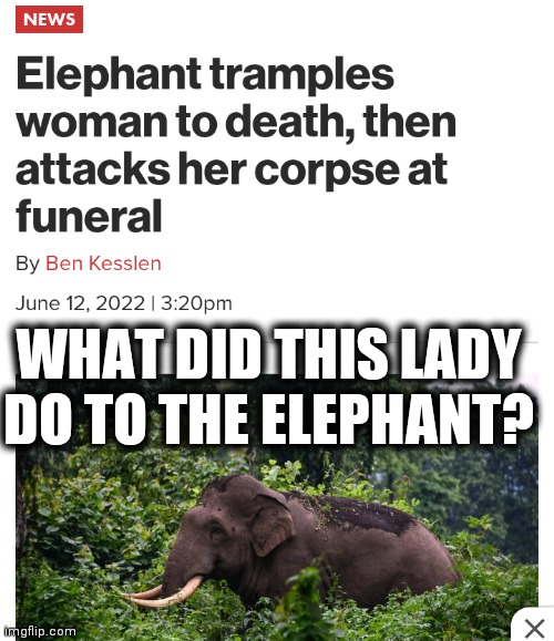 Horton Hears A Hindu | WHAT DID THIS LADY DO TO THE ELEPHANT? | image tagged in elephant,my trunk,cows,bad water | made w/ Imgflip meme maker