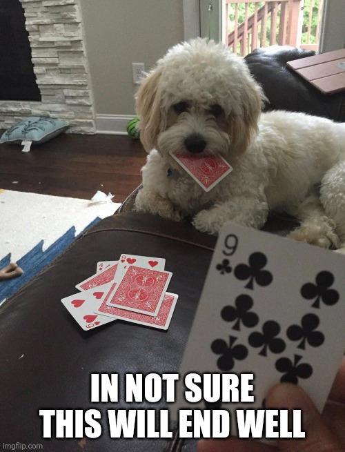 Looks like the dog is ready to bite | IN NOT SURE THIS WILL END WELL | image tagged in dog,cards | made w/ Imgflip meme maker