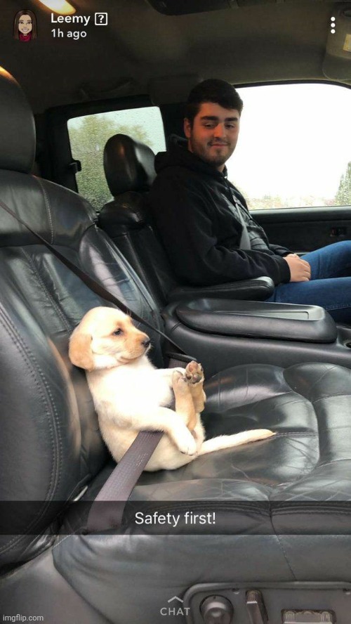 He looks scared | image tagged in dog,seatbelt | made w/ Imgflip meme maker