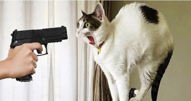 PTSD gun cat Blank Meme Template