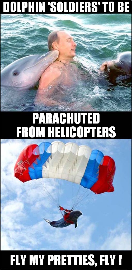 Insane Russian Tactics ! | DOLPHIN 'SOLDIERS' TO BE; PARACHUTED FROM HELICOPTERS; FLY MY PRETTIES, FLY ! | image tagged in putin,dolphin,soldiers,parachute | made w/ Imgflip meme maker