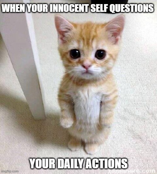 *crying in the corner | WHEN YOUR INNOCENT SELF QUESTIONS; YOUR DAILY ACTIONS | image tagged in memes,cute cat | made w/ Imgflip meme maker