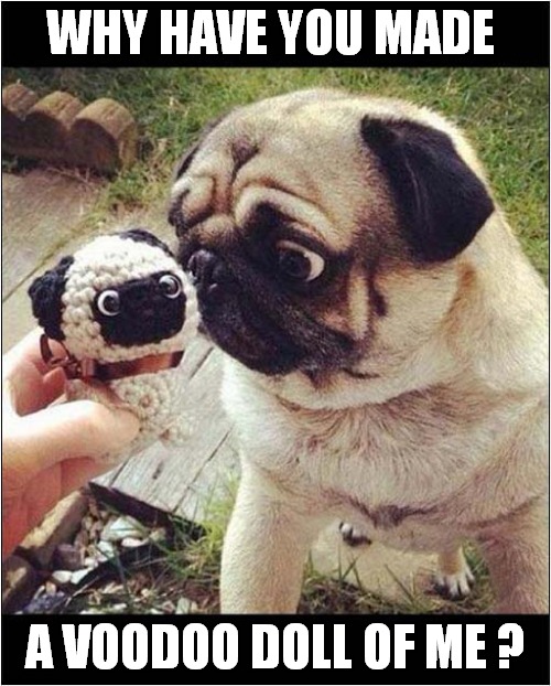 A Very Unimpressed Pug ! | WHY HAVE YOU MADE; A VOODOO DOLL OF ME ? | image tagged in dogs,unimpressed,voodoo doll | made w/ Imgflip meme maker