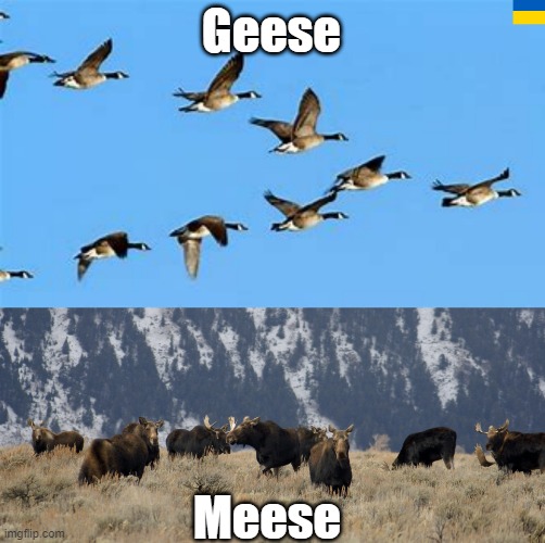 Geese Meese | made w/ Imgflip meme maker