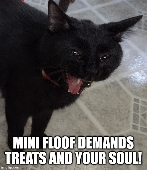 Mini floof |  MINI FLOOF DEMANDS TREATS AND YOUR SOUL! | image tagged in cats,funny cats,yawn | made w/ Imgflip meme maker
