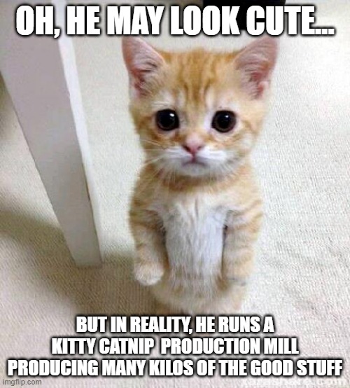 Not So Innocent | OH, HE MAY LOOK CUTE... BUT IN REALITY, HE RUNS A KITTY CATNIP  PRODUCTION MILL PRODUCING MANY KILOS OF THE GOOD STUFF | image tagged in memes,cute cat | made w/ Imgflip meme maker