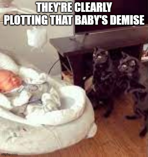 Tonight, We Pounce |  THEY'RE CLEARLY PLOTTING THAT BABY'S DEMISE | image tagged in funny cats | made w/ Imgflip meme maker