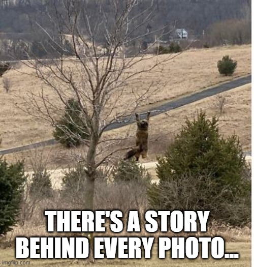 Hang in There! | THERE'S A STORY BEHIND EVERY PHOTO... | image tagged in funny cat | made w/ Imgflip meme maker