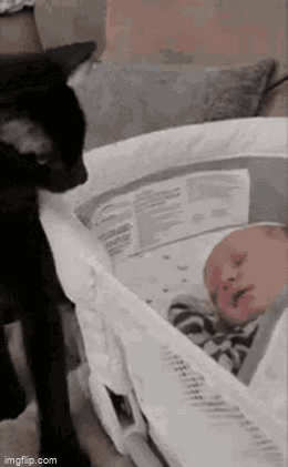 Cat baby pat - Imgflip