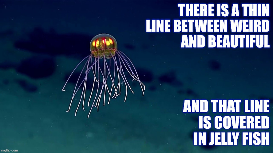 BEAUTIFUL JELLY FISH |  THERE IS A THIN
LINE BETWEEN WEIRD
AND BEAUTIFUL; AND THAT LINE
IS COVERED
IN JELLY FISH | image tagged in jellyfish,beautiful,weird,line,ocean,sea life | made w/ Imgflip meme maker