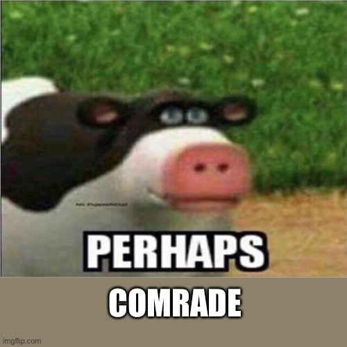 Perhaps Cow | COMRADE | image tagged in perhaps cow | made w/ Imgflip meme maker