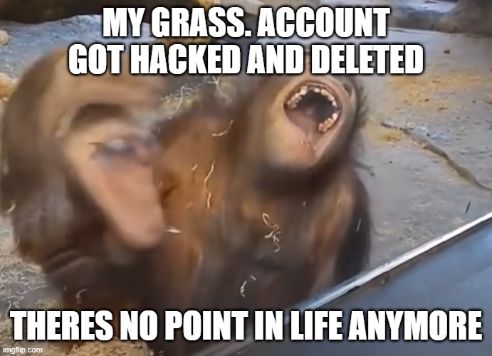 im joking obviously, i loved that account tho | MY GRASS. ACCOUNT GOT HACKED AND DELETED; THERES NO POINT IN LIFE ANYMORE | image tagged in monke | made w/ Imgflip meme maker