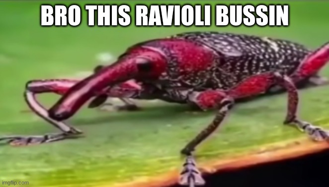 weevil | BRO THIS RAVIOLI BUSSIN | image tagged in weevil | made w/ Imgflip meme maker