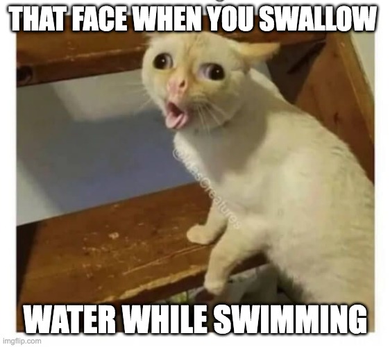 This always happeneds during backstroke lol |  THAT FACE WHEN YOU SWALLOW; WATER WHILE SWIMMING | image tagged in coughing cat | made w/ Imgflip meme maker