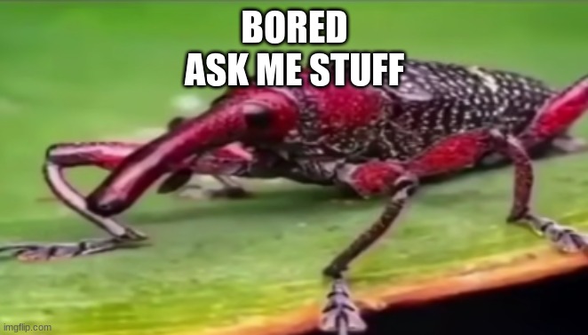 weevil | BORED
ASK ME STUFF | image tagged in weevil | made w/ Imgflip meme maker