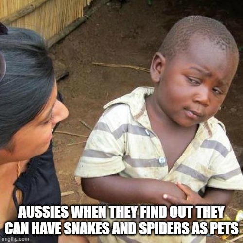 Third World Skeptical Kid Meme | AUSSIES WHEN THEY FIND OUT THEY CAN HAVE SNAKES AND SPIDERS AS PETS | image tagged in memes,third world skeptical kid,aussie | made w/ Imgflip meme maker