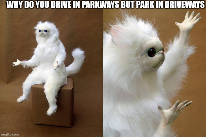 Persian Cat Room Guardian Meme | WHY DO YOU DRIVE IN PARKWAYS BUT PARK IN DRIVEWAYS | image tagged in memes,persian cat room guardian | made w/ Imgflip meme maker
