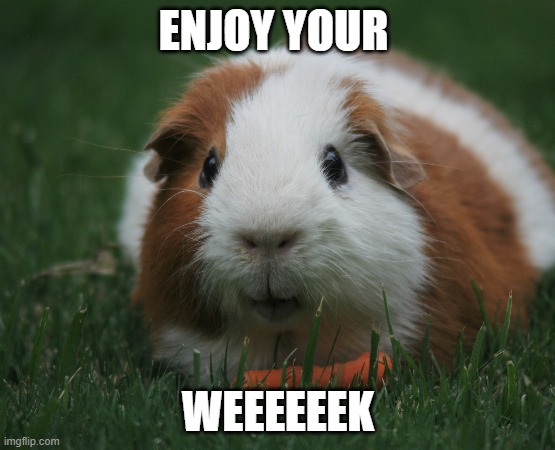 Enjoy your Weeeeek | ENJOY YOUR; WEEEEEEK | image tagged in animals,funny meme,bad pun,funny animals | made w/ Imgflip meme maker