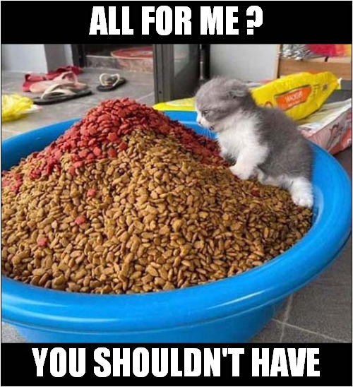 Don't Overfeed That Kitty ! | ALL FOR ME ? YOU SHOULDN'T HAVE | image tagged in cats,food,too much | made w/ Imgflip meme maker