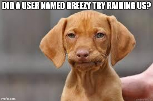 Disappointed Dog | DID A USER NAMED BREEZY TRY RAIDING US? | image tagged in disappointed dog | made w/ Imgflip meme maker