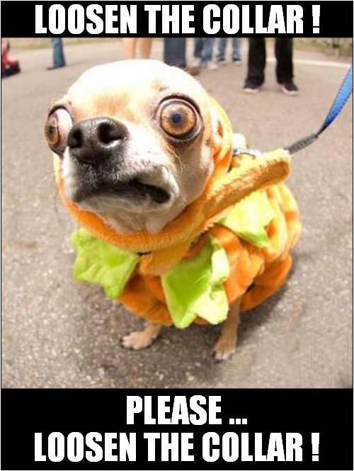 A Dogs Plea ! - Imgflip