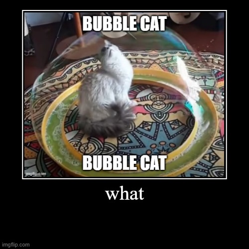 bubble cat | image tagged in funny,demotivationals | made w/ Imgflip demotivational maker