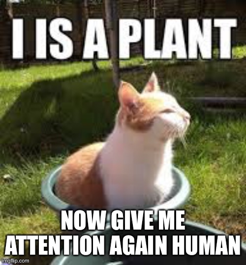 cat plant | NOW GIVE ME ATTENTION AGAIN HUMAN | image tagged in cat memes,plants | made w/ Imgflip meme maker
