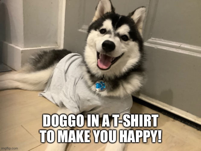 DOGGO IN A T-SHIRT TO MAKE YOU HAPPY! | made w/ Imgflip meme maker