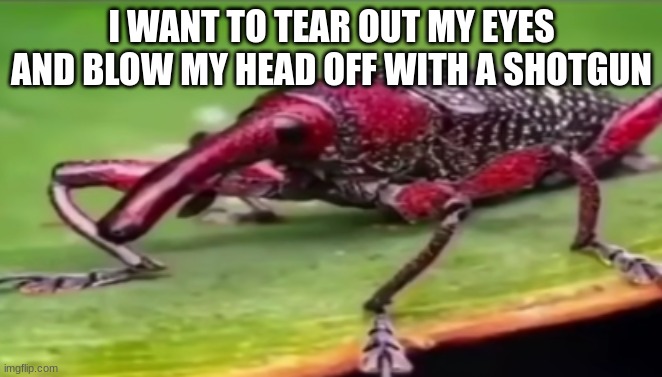 weevil | I WANT TO TEAR OUT MY EYES AND BLOW MY HEAD OFF WITH A SHOTGUN | image tagged in weevil | made w/ Imgflip meme maker