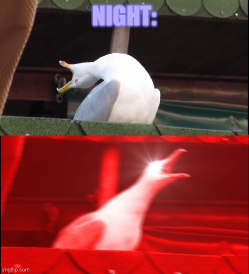 Screaming bird | NIGHT: | image tagged in screaming bird | made w/ Imgflip meme maker