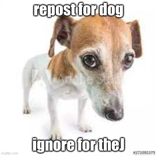 you dont have to | repost for dog; ignore for theJ | made w/ Imgflip meme maker