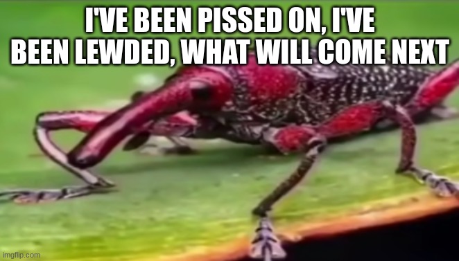 weevil | I'VE BEEN PISSED ON, I'VE BEEN LEWDED, WHAT WILL COME NEXT | image tagged in weevil | made w/ Imgflip meme maker