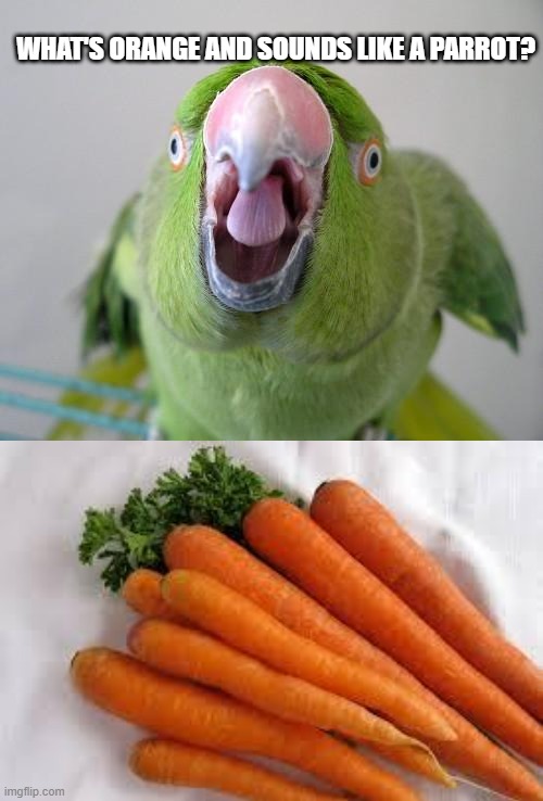 Sounds Like.... | WHAT'S ORANGE AND SOUNDS LIKE A PARROT? | image tagged in parrot,carrots | made w/ Imgflip meme maker