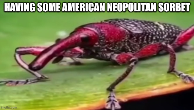 weevil | HAVING SOME AMERICAN NEOPOLITAN SORBET | image tagged in weevil | made w/ Imgflip meme maker