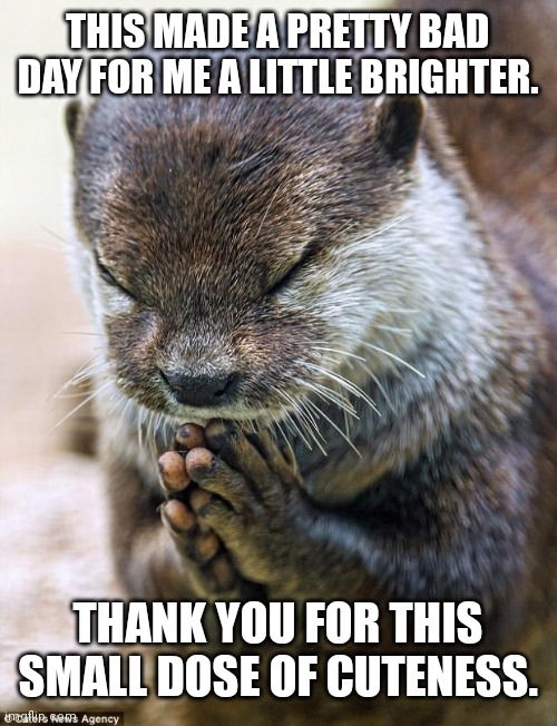 Thank you Lord Otter | THIS MADE A PRETTY BAD DAY FOR ME A LITTLE BRIGHTER. THANK YOU FOR THIS SMALL DOSE OF CUTENESS. | image tagged in thank you lord otter | made w/ Imgflip meme maker