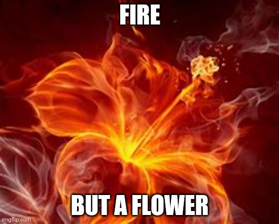 FIRE; BUT A FLOWER | made w/ Imgflip meme maker