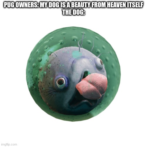 PUG OWNERS: MY DOG IS A BEAUTY FROM HEAVEN ITSELF
THE DOG: | made w/ Imgflip meme maker