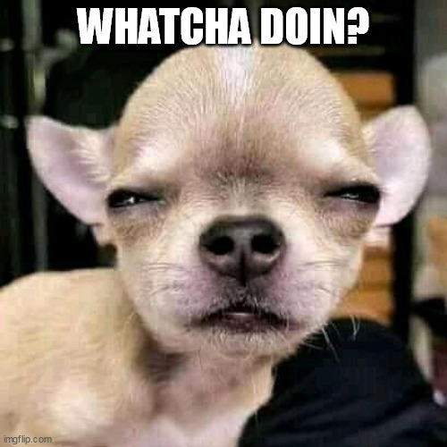 Whatca Doin? |  WHATCHA DOIN? | image tagged in chi,chihuahua,what,doing | made w/ Imgflip meme maker