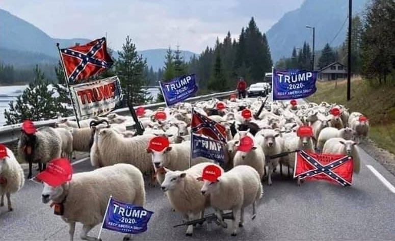 High Quality Trump's sheeple protesting riot white supremacist Blank Meme Template